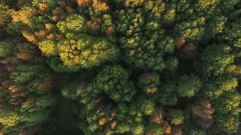 Flight over autumn forest. Vídeo Stock 72666414