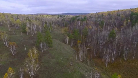 Flight over the autumn forest Stock Footage 76183174