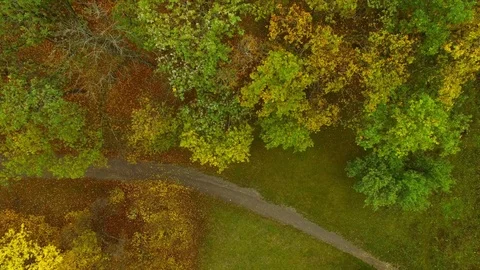 Flight over autumn forest Stock Footage 81813813