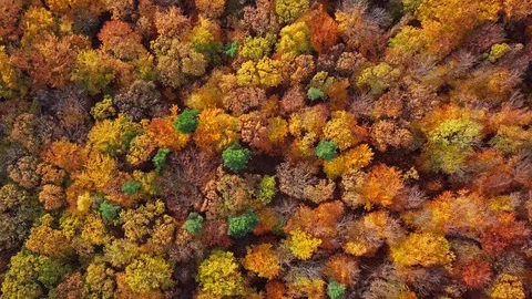 Flight over autumn forest Stock Footage 89943246