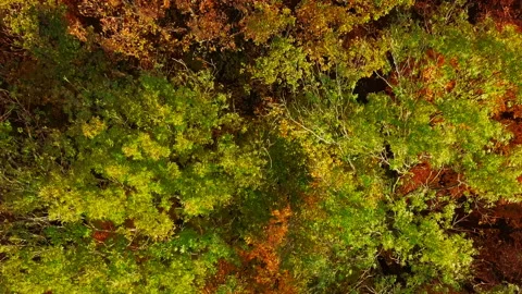 Flight over autumn forest 스톡 동영상 89964225