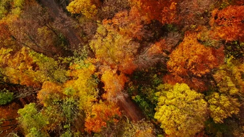 Flight over autumn forest Stock Footage 90613611