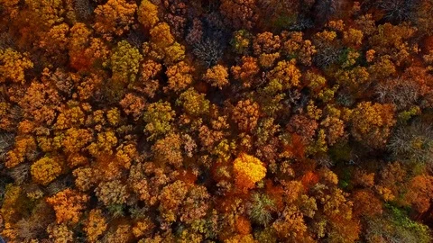 Flight over autumn forest Stock Footage 91353637