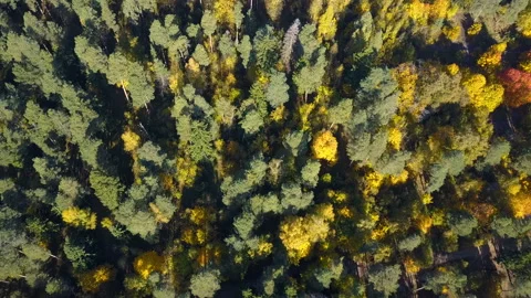 Flight over a autumn forest 動画素材 95254655