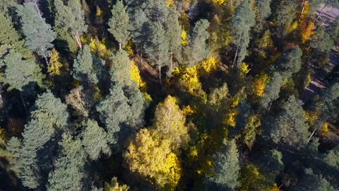 Flight over a autumn forest Stock Footage 95254891