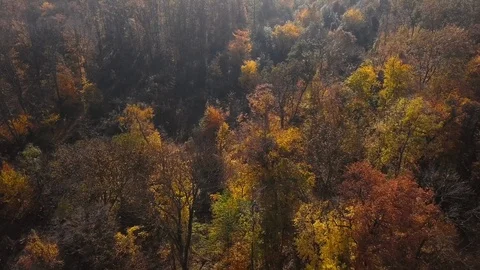Flight over autumn forest Video stock 112510181