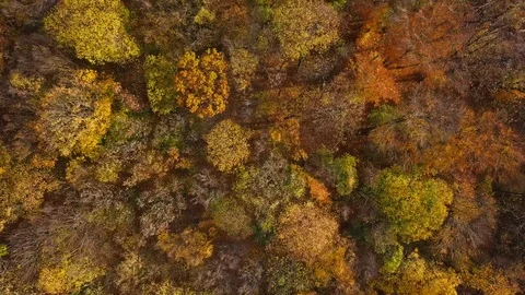 Flight over autumn forest 스톡 동영상 114011075