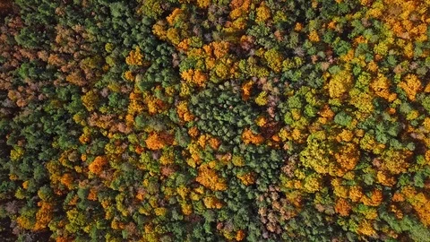 Flight over autumn forest Stock Footage 114237447