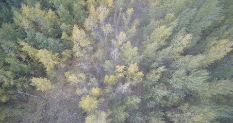 Flight over the autumn forest Stock Footage 118536031