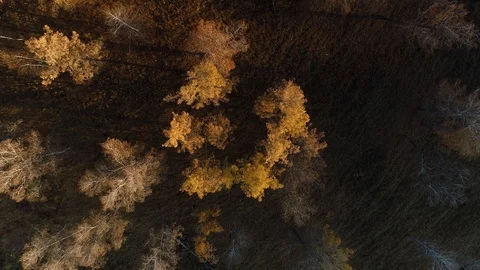 Flight over autumn forest. Stock Footage 119892165