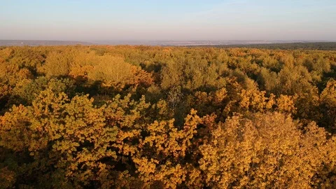 Flight over the autumn forest Stock-Footage 123264082