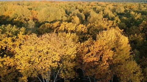 Flight over the autumn forest Stock-Footage 123265234