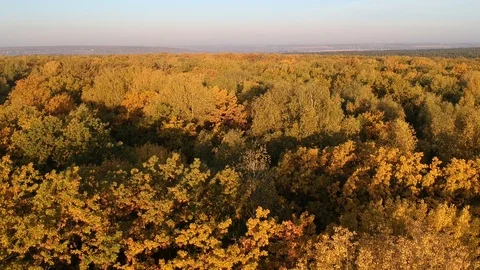 Flight over the autumn forest Stock-Footage 123270233