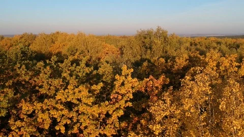 Flight over the autumn forest Stock-Footage 123271748