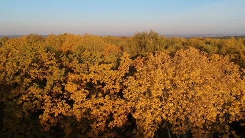 Flight over the autumn forest Stock-Footage 123278397