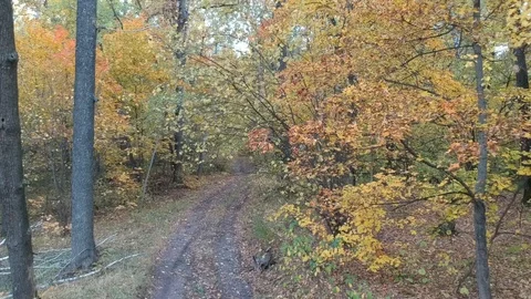 Flight over the autumn forest Stock-Footage 123285364