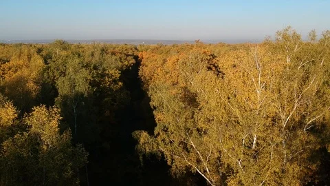 Flight over the autumn forest Stock-Footage 123290630