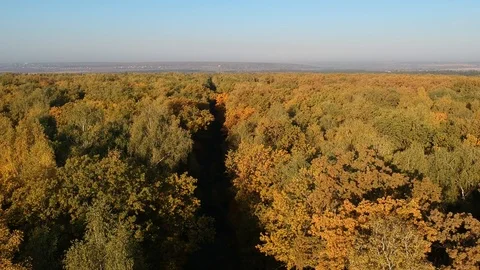 Flight over the autumn forest Stock-Footage 123296472