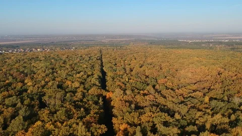 Flight over the autumn forest Stock Footage 123336906