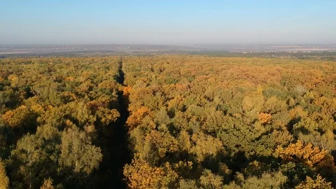 Flight over the autumn forest Stock-Footage 123337046