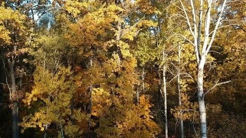 Flight over the autumn forest Stock Footage 123337105