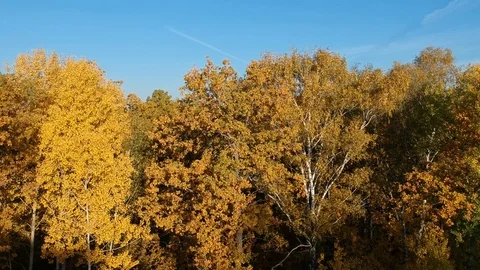 Flight over the autumn forest Stock Footage 123337287