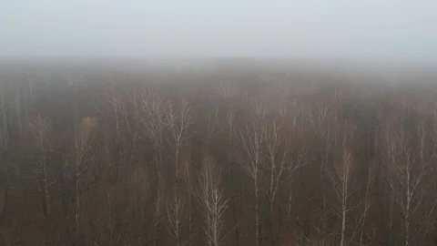 Flight over the autumn forest Stock Footage 123340600