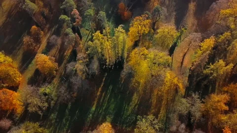 Flight over autumn forest Stock Footage 131880053