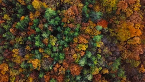 Flight over autumn forest Stock Footage 135834052