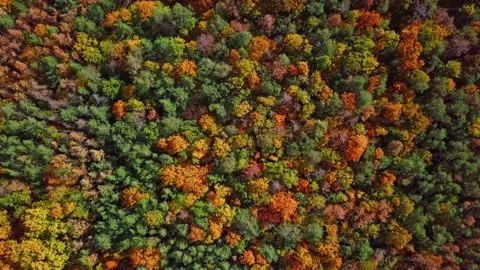 Flight over autumn forest Stock Footage 137199257