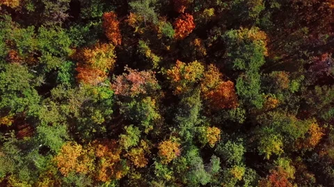 Flight over autumn forest Stock Footage 137234947