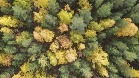 Flight over the autumn forest Stock Footage 163094085