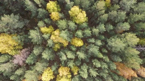 Flight over the autumn forest Stock Footage 163126840