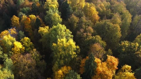 Flight over the autumn forest Stock Footage 190600038