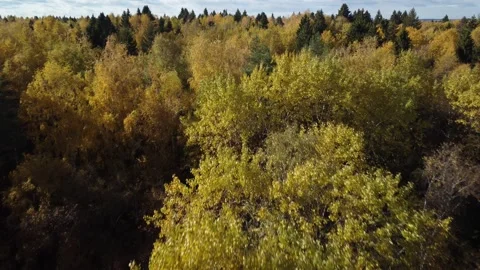 Flight over the autumn forest Stock Footage 252855052