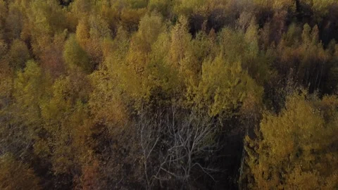 Flight over the autumn forest Stock Footage 252855062