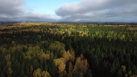 Flight over the autumn forest Stock Footage 252855079