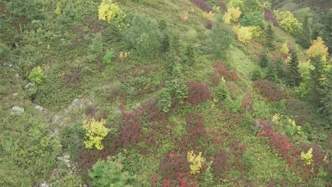Flight over the autumn forest in the mountains Stock Footage 117286652