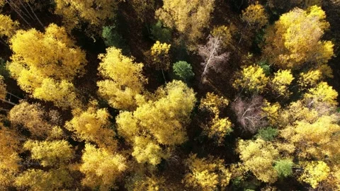 Flight over autumn forest in national park 動画素材 213237953