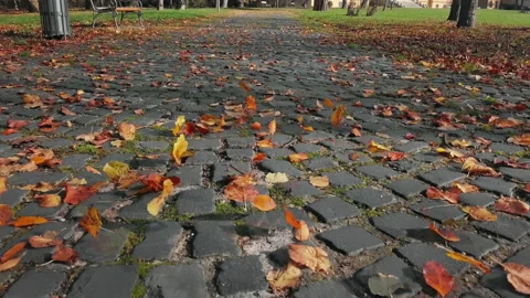 Flight over of autumn leaves Stock Footage 131934491