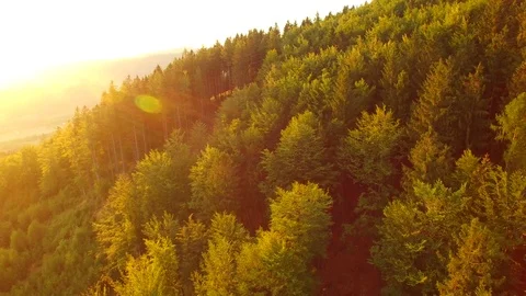 Flight over autumn mountains with forests. Stock Footage 79034560