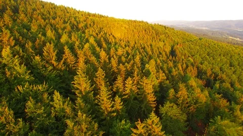 Flight over autumn mountains with forests. Stock Footage 79034699