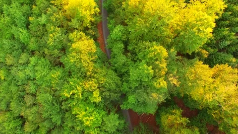 Flight over autumn mountains with forests. Stock Footage 79035092