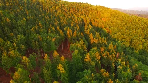 Flight over autumn mountains with forests. Stock Footage 79035315