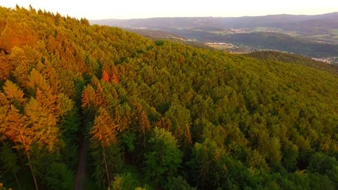 Flight over autumn mountains with forests. Stock Footage 79035330