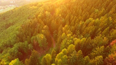 Flight over autumn mountains with forests. Stock Footage 79035430