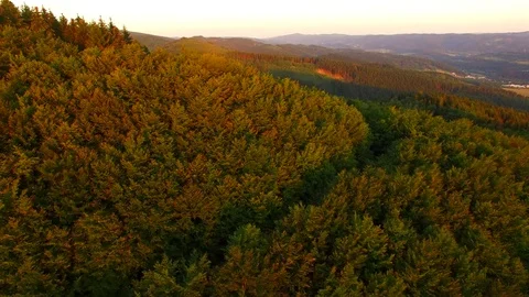 Flight over autumn mountains with forests. Stock Footage 79035479
