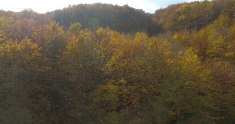 Flight over autumn trees Video stock 97030851