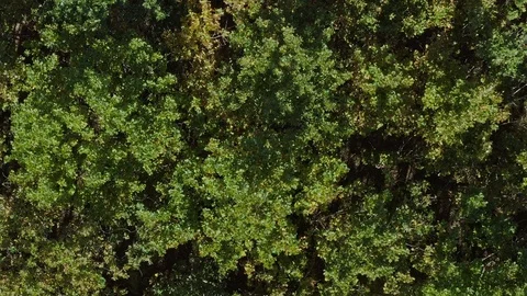 Flight over a bavarian forest in autumn - drone is rising up in a helix. Stock Footage 118876366