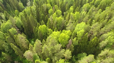 Flight over beautiful evergreen forest Stock Footage 66309355